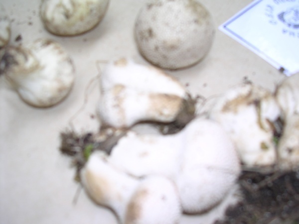 LYCOPERDON PERLATUM